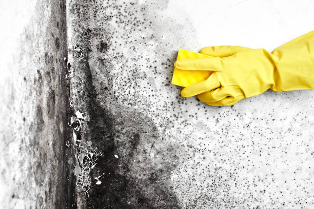 Best Mold Removal Company Near Me  in Bellevue, MI