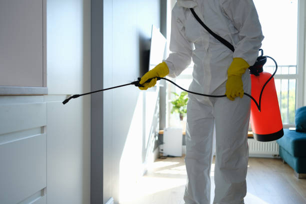 Best Fast Mold Removal  in Bellevue, MI