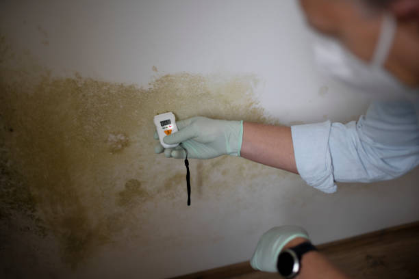 Best Office Mold Removal Services  in Bellevue, MI