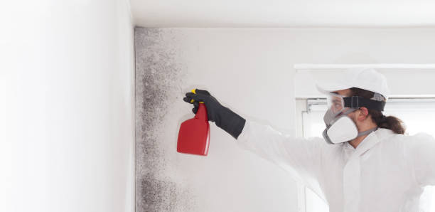 Best Mold Damage Repair  in Bellevue, MI