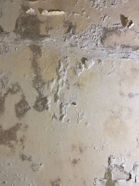Best Toxic Mold Removal  in Bellevue, MI