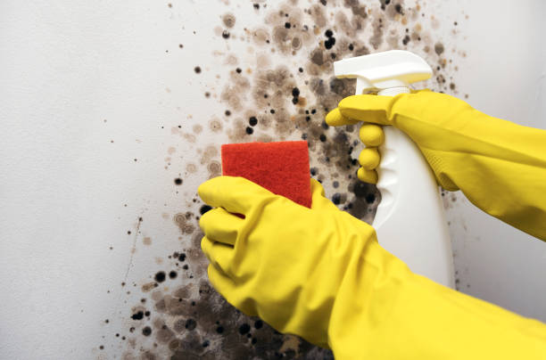 Best Best Mold Removal Companies  in Bellevue, MI