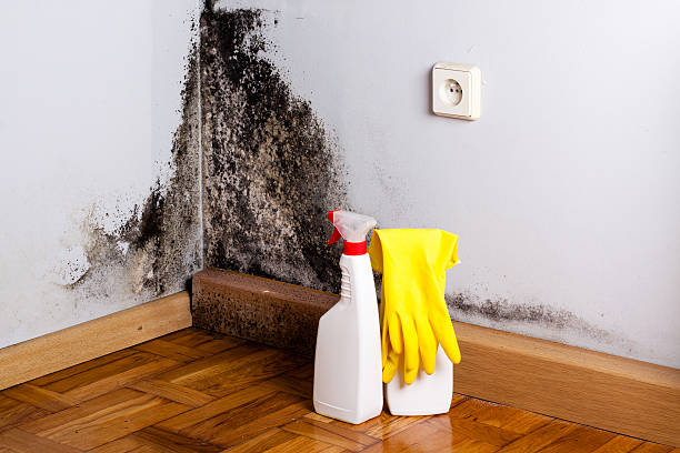 Best Same-Day Mold Removal  in Bellevue, MI