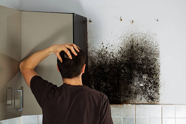 Best Mold Remediation Services  in Bellevue, MI