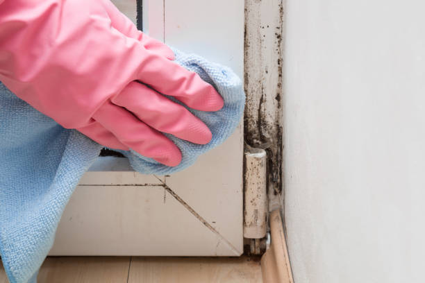 Best Mold Cleaning Services  in Bellevue, MI